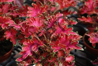 Колеус | Каталог | surfinia.com.ua