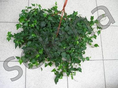 Плющ | Каталог | surfinia.com.ua